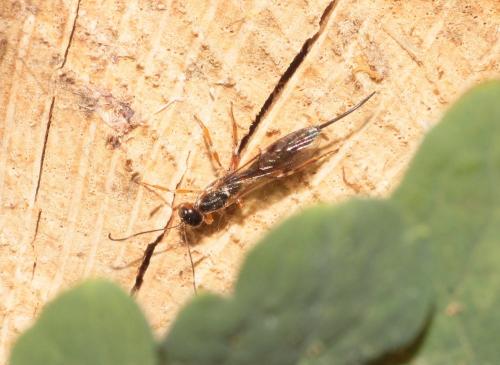 Réf. 289 651 : Xorides praecatorius